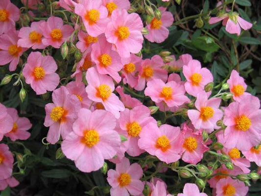 50 Mixed Colors ROCK ROSE aka SUNROSE Mix Helianthemum Mutabile Flower Seeds