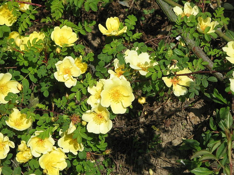 10 Yellow MANCHU ROSE Bush Rosa Xanthina Hummingbird Flower Seeds