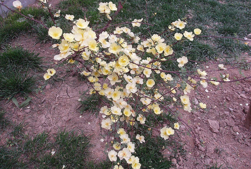 10 Yellow MANCHU ROSE Bush Rosa Xanthina Hummingbird Flower Seeds