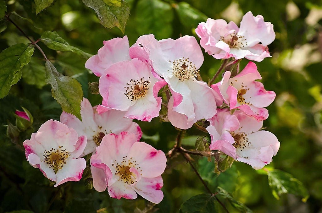 50 Thornless Pink DOG BRIER ROSE Bush Rosa Canina Inermis Victory Garden Fragrant Flower Seeds