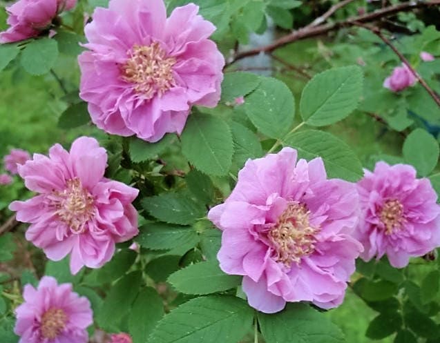10 Pink CINNAMON ROSE Bush Amur Rosa Davurica Fragrant Flower Seeds