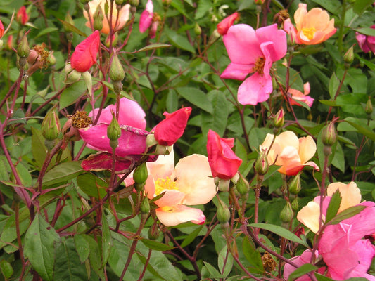 25 Mixed Colors ANGEL WINGS Miniature ROSE Bush Mix Rosa Chinensis Flower Seeds