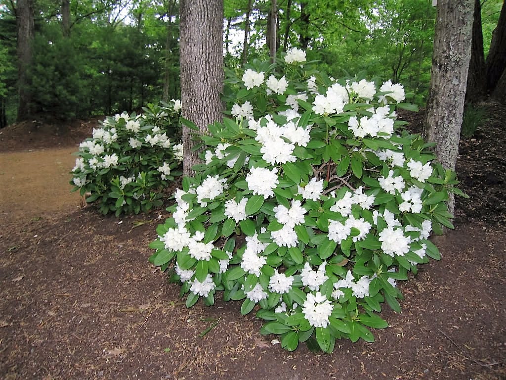 50 FORTUNE RHODODENDRON Fortunei Shrub Rose Pink Mauve White Flower Seeds