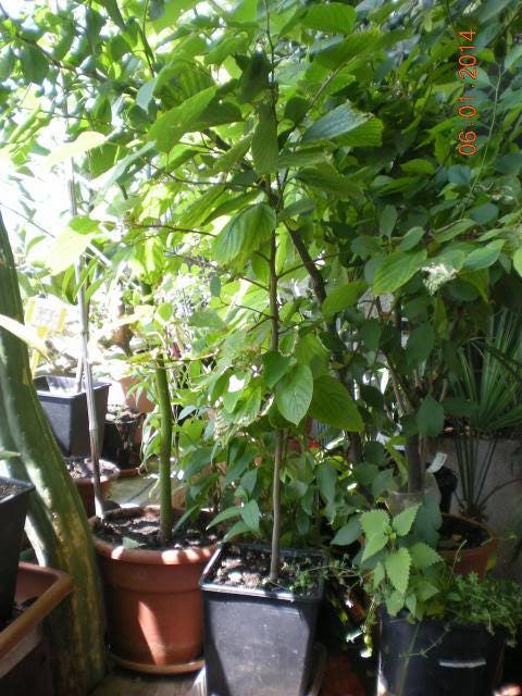 25 JAPANESE RAISIN TREE Edible Fruit Oriental Honey Flowers Hovenia Du ...