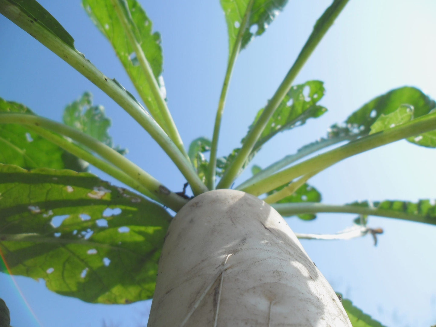 500 JAPANESE MINOWASE RADISH Huge Daikon White Raphanus Sativus Vegetable Seeds