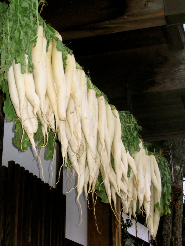 500 JAPANESE MINOWASE RADISH Huge Daikon White Raphanus Sativus Vegetable Seeds