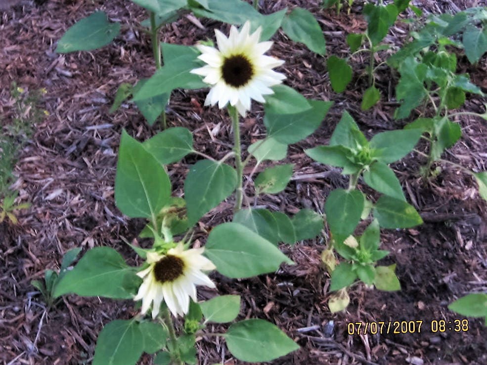 50 VANILLA ICE SUNFLOWER Two Tone Light Yellow Helianthus Annuus Flower Seeds