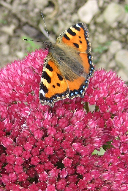 10 EMPEROR'S WAVE SEDUM Red Upright Telephium Succulent Flower Rock Garden Seeds