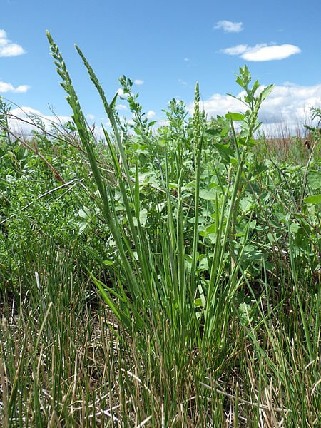 200 SLOUGH GRASS Wetland American Western Ornamental Beckmannia Syzigachne Seeds
