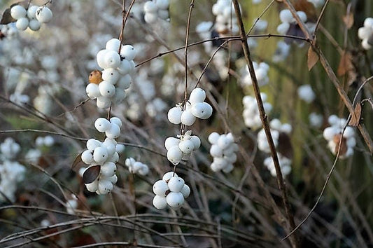 10 Dwarf CREEPING SNOWBERRY Shrub White Pink Flower Symphoricarpos Mollis Seeds