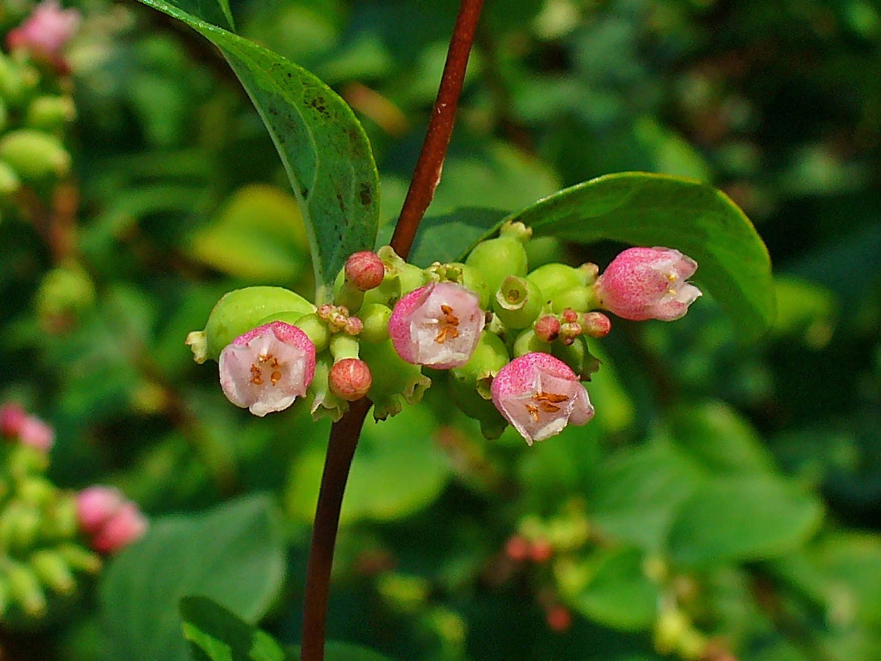 25 COMMON SNOWBERRY - WHITE Berries Pink Flowers Symphoricarpos Alba Shrub  Seeds