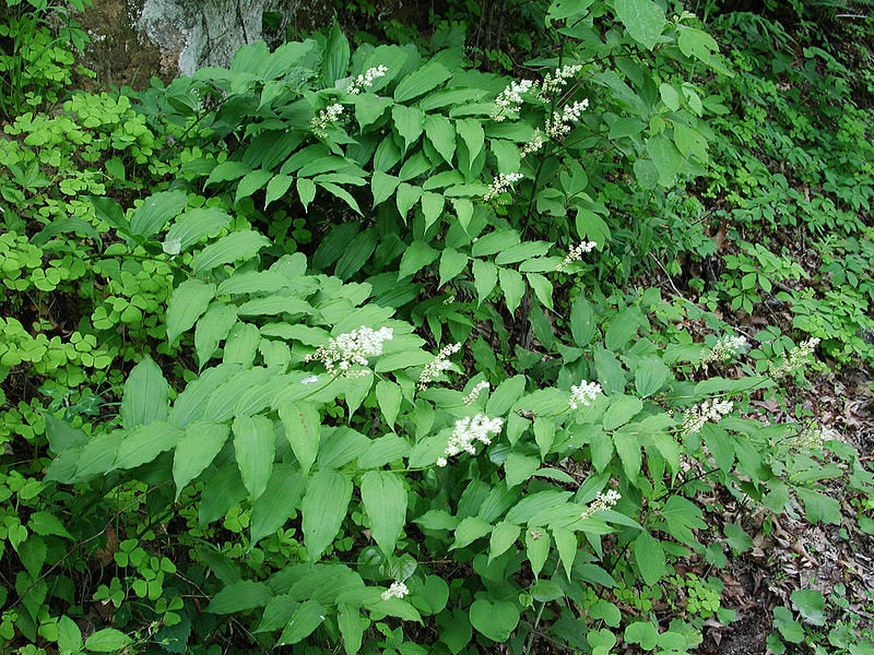 10 SOLOMON'S SPIKE White Western False Seal Maianthemum Racemosum Flower Seeds