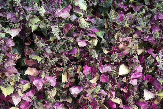 300 PURPLE SHISO aka PERILLA Frutescens Ornamental Herb Seeds Green & Purple