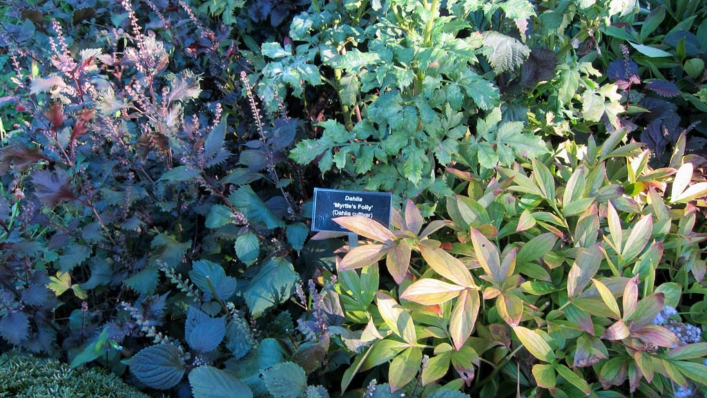 300 PURPLE SHISO aka PERILLA Frutescens Ornamental Herb Seeds Green & Purple