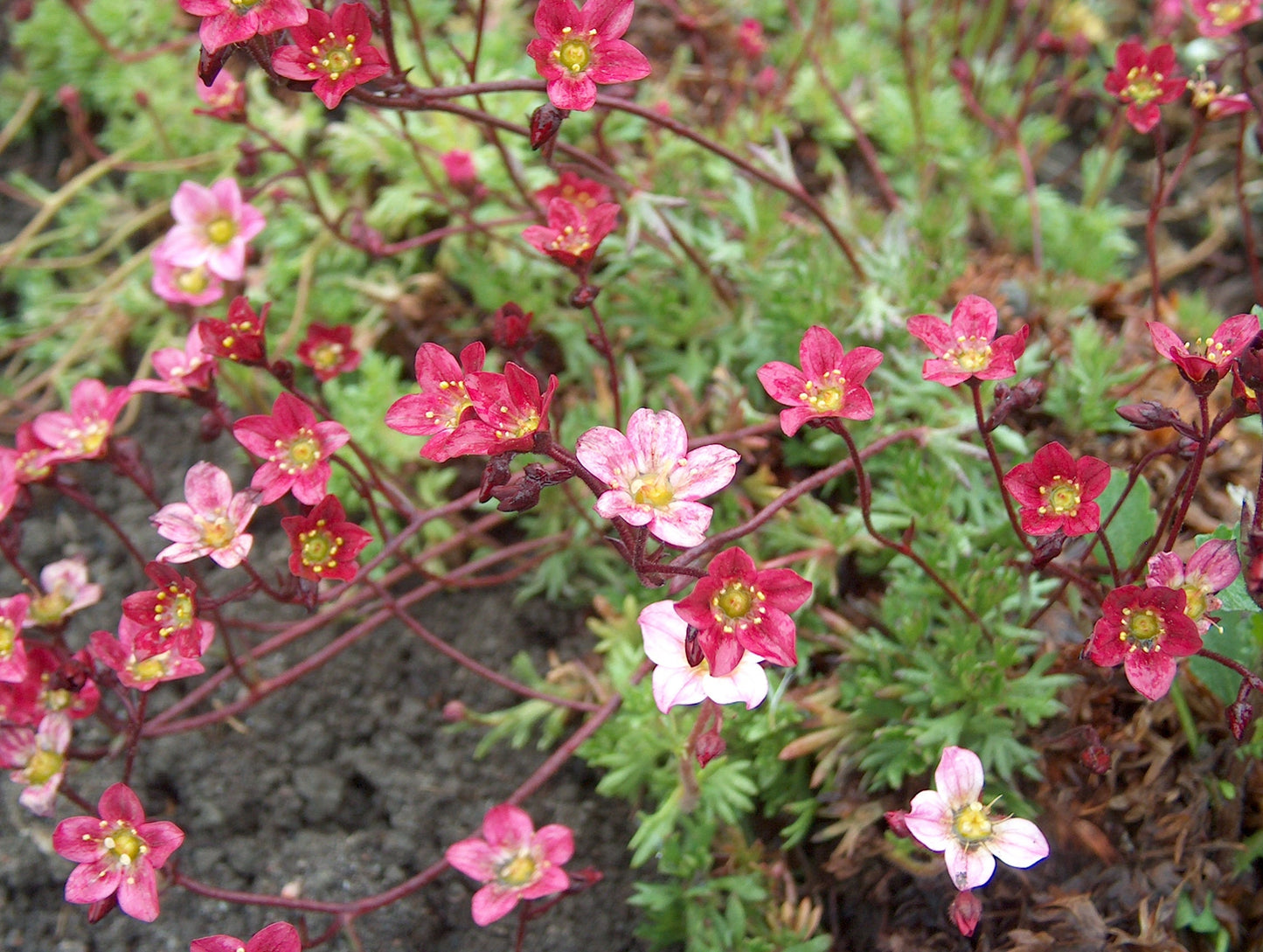 50 ROSE ROBE SAXIFRAGA Saxifraga Arendsii Mossy Rockfoil Evergreen Flower Seeds