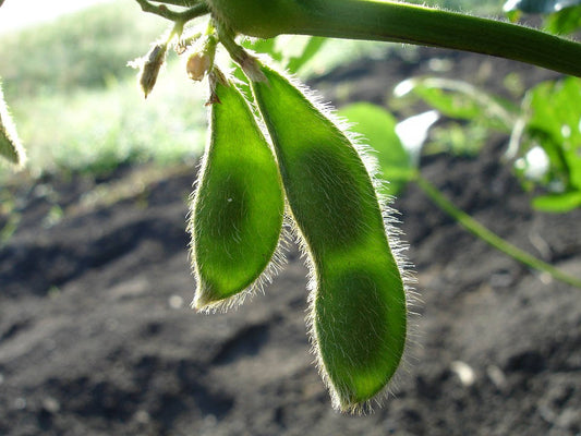 20 Buttery Edamame TOHYA SOYBEAN Pale Green Glycine Max Soy Bean Vegetable Seeds