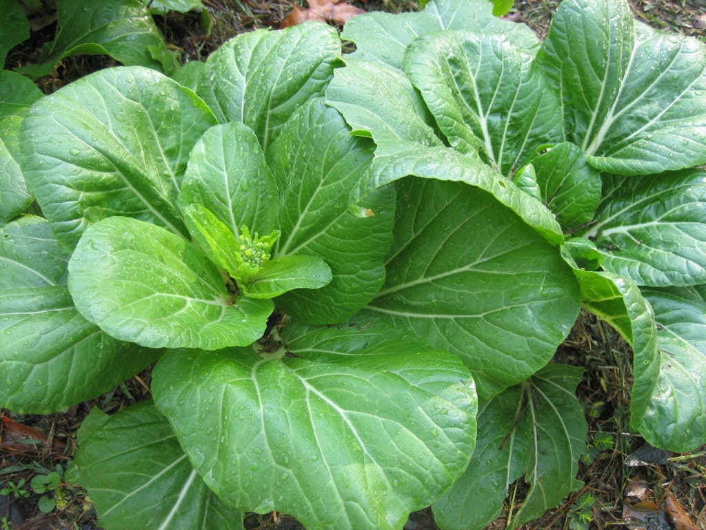 400 Monstrueux De VIROFLAY SPINACH French Spinacia Oleracea Vegetable Seeds