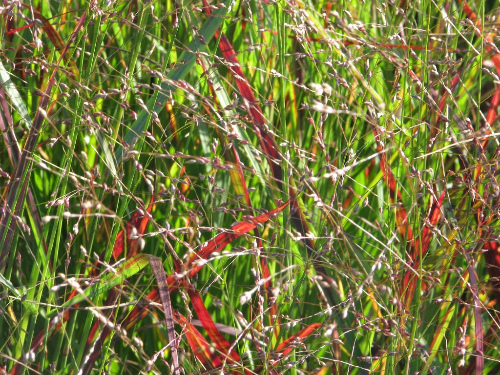 1000 SWITCHGRASS Tall Panic Switch Grass Panicum Virgatum Red Flower Seeds
