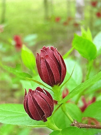 10 SWEETSHRUB Carolina Allspice Fragrant Calycanthus Floridus Shrub Flower Seeds