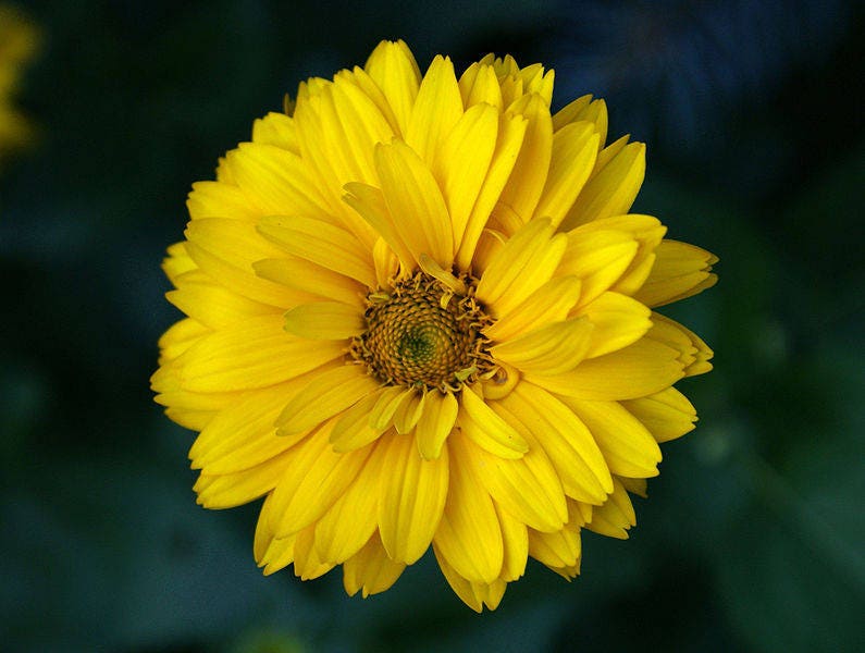 50 SUMMER SUN SUNDROPS Yellow Heliopsis Scabra False Sunflower Flower Seeds