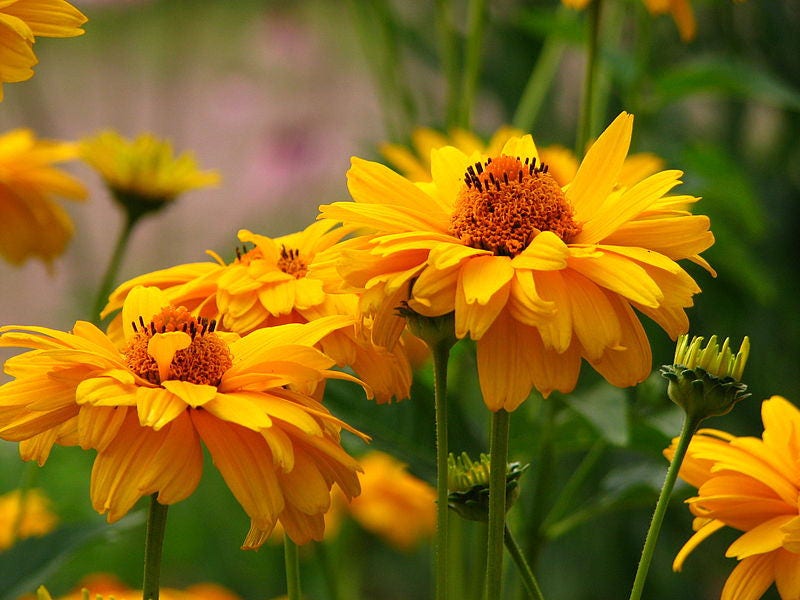 50 SUMMER SUN SUNDROPS Yellow Heliopsis Scabra False Sunflower Flower Seeds
