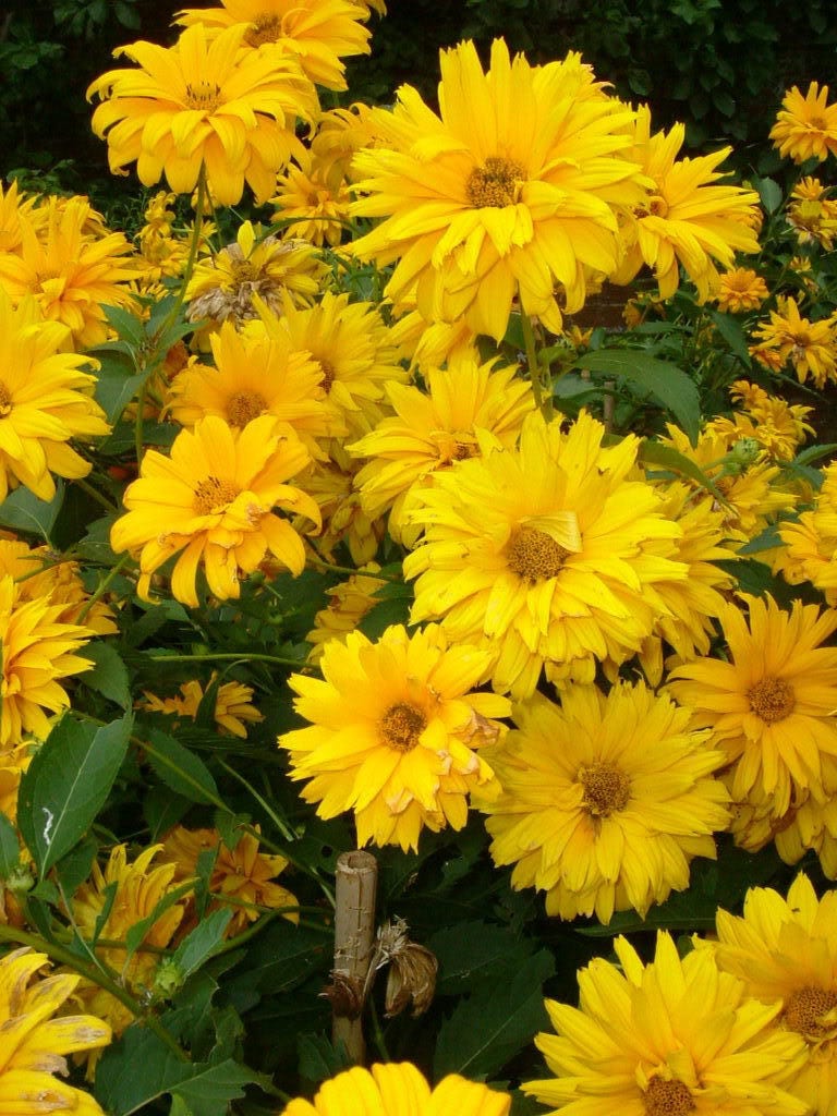 50 SUMMER SUN SUNDROPS Yellow Heliopsis Scabra False Sunflower Flower Seeds