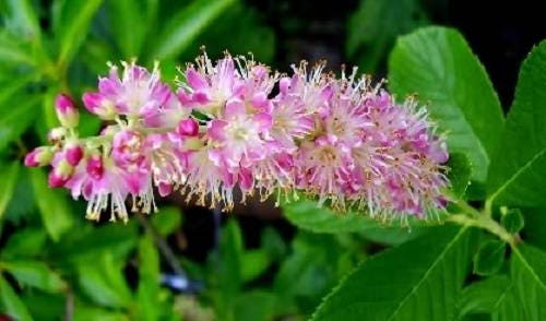 20 Pink SUMMERSWEET BUSH Clethra Alnifolia Rosea Fragrant Flower Shrub Seeds