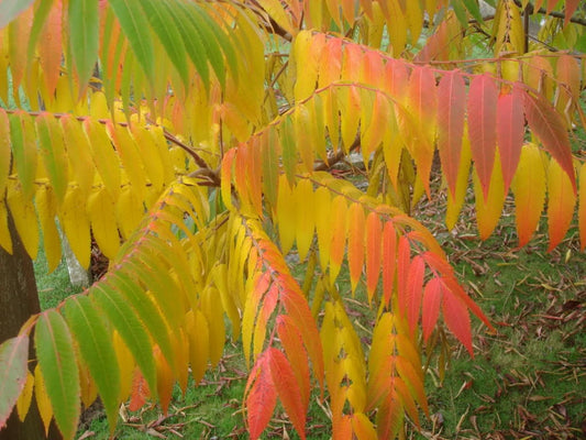 30 FLAMELEAF SUMAC TREE Shining Dwarf Winged Rhus Schmaltzia Copallina Seeds