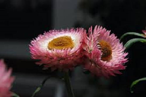 100 APRICOT & PEACH STRAWFLOWER Mix Coral Paper Daisy Helichrysum Bracteatum Flower Seeds
