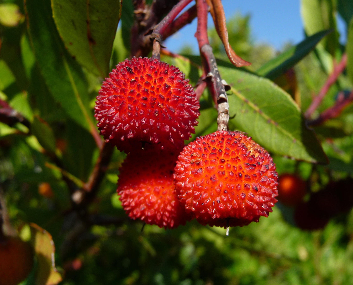 25 STRAWBERRY TREE Edible Red Berry Tree Arbutus Unedo Seeds Irish Killarney
