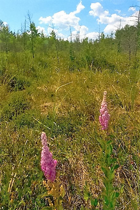 50 Pink STEEPLEBUSH Hardhack Meadow Sweet Spirea Spiraea Tomentosa Shr ...