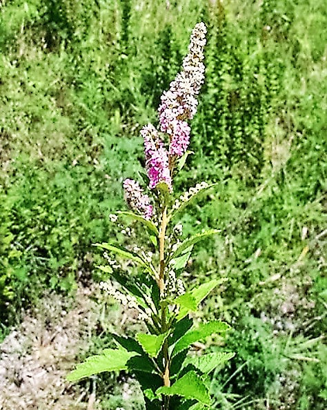 50 Pink STEEPLEBUSH Hardhack Meadow Sweet Spirea Spiraea Tomentosa Shr ...