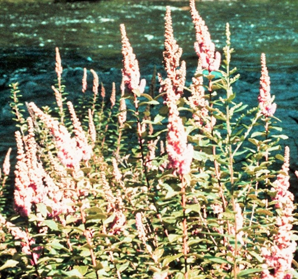 50 Pink STEEPLEBUSH Hardhack Meadow Sweet Spirea Spiraea Tomentosa Shr ...