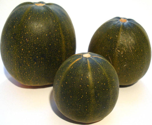 35 Sweet TATUME SQUASH Cucurbita Pepo Calabash Calabacita Mexican Zucchini Seeds