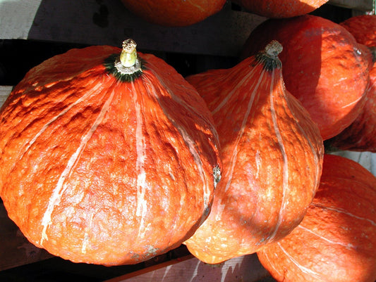 30 GOLDEN HUBBARD SQUASH Genesee Red Buttercup Cucurbita Pepo Vegetable Seeds