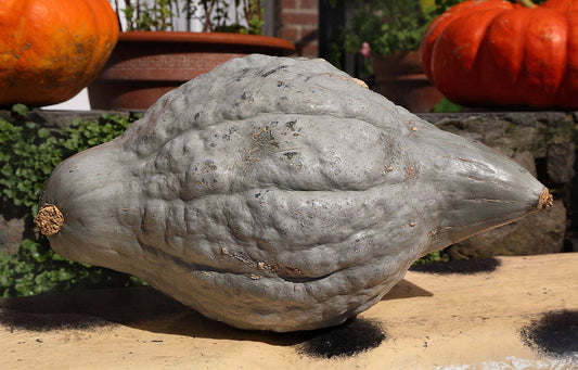 30 BLUE HUBBARD SQUASH New England Buttercup Cucurbita Pepo Vegetable Seeds