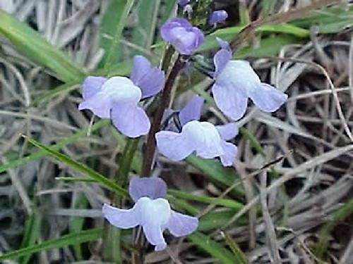 100 BLUE TOADFLAX Linaria Canadensis Antirrhinum Canadian Flower Seeds