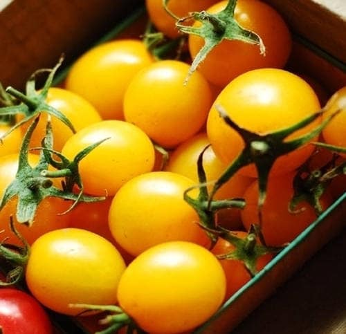 150 PLUM YELLOW TOMATO Lycopersicon Heirloom Indeterminate Fruit Vegetable Seeds