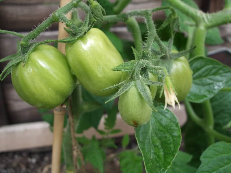 150 PLUM YELLOW TOMATO Lycopersicon Heirloom Indeterminate Fruit Vegetable Seeds