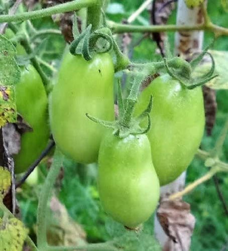 150 PLUM YELLOW TOMATO Lycopersicon Heirloom Indeterminate Fruit Vegetable Seeds