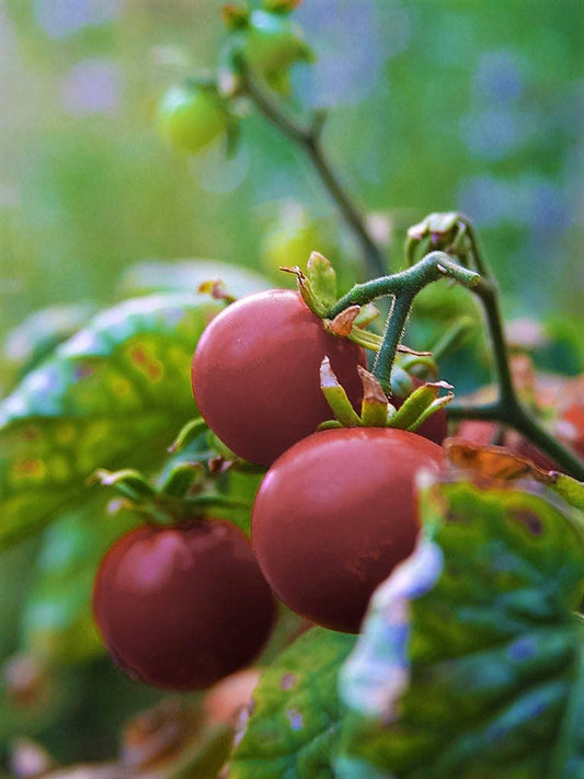 50 PURPLE CHERRY TOMATO Lycopersicon Indeterminate Fruit Vegetable Seeds