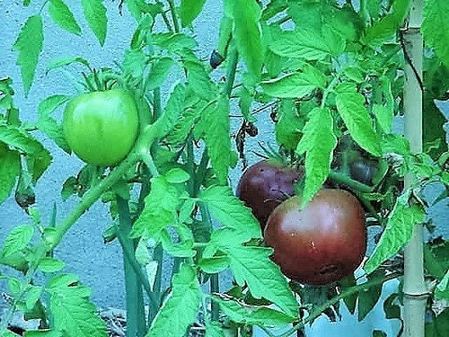 50 PURPLE CHERRY TOMATO Lycopersicon Indeterminate Fruit Vegetable Seeds