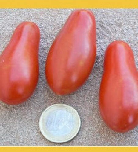 100 RED PEAR TOMATO Lycopersicon Heirloom Indeterminate Fruit Vegetable Seeds