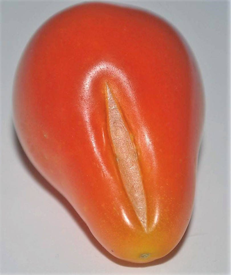 100 RED PEAR TOMATO Lycopersicon Heirloom Indeterminate Fruit Vegetable Seeds