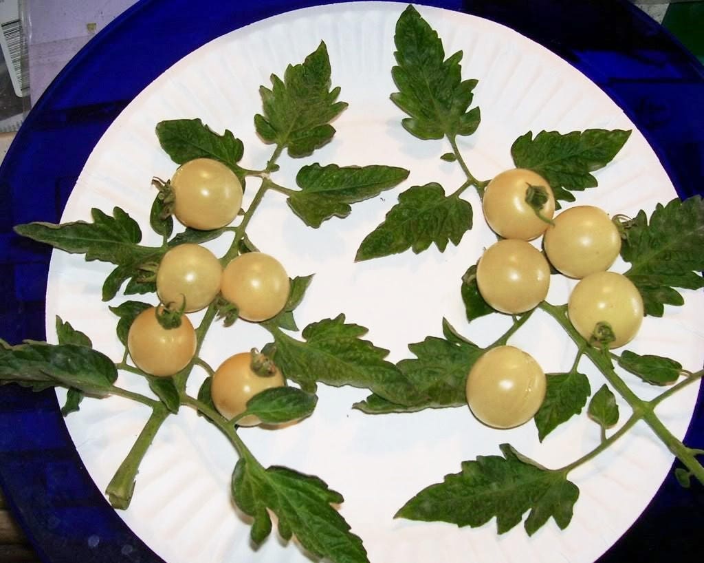 50 Organic SNOW WHITE Cherry TOMATO White Skin Lycopersicon Fruit Vegetable Seeds