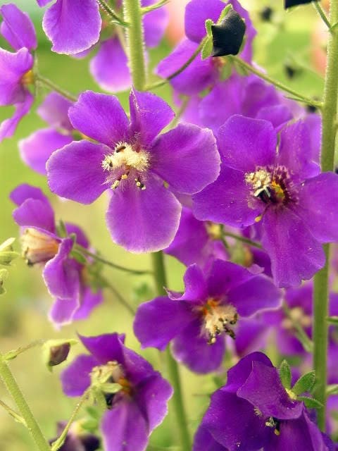 50 VIOLETTA VERBASCUM Phoeniceum Purple Mullein Nectar Flower Seeds