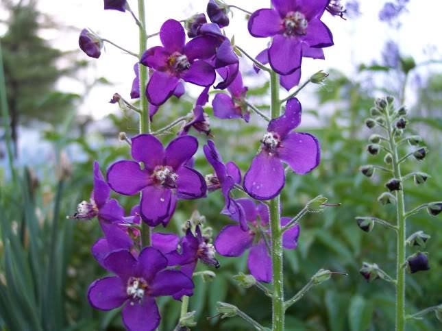 50 VIOLETTA VERBASCUM Phoeniceum Purple Mullein Nectar Flower Seeds