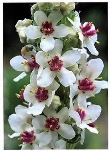 50 WEDDING CANDLES VERBASCUM Chaixii Album Mullein White Purple Flower Seeds