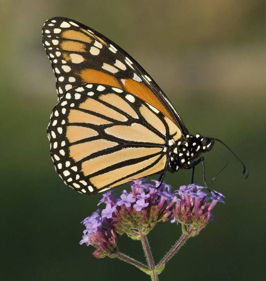 150 BUENOS AIRES VERBENA Brazilian Purple Bonariensis Patagonica Flower Seeds