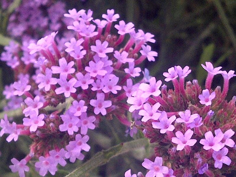 150 BUENOS AIRES VERBENA Brazilian Purple Bonariensis Patagonica Flowe ...